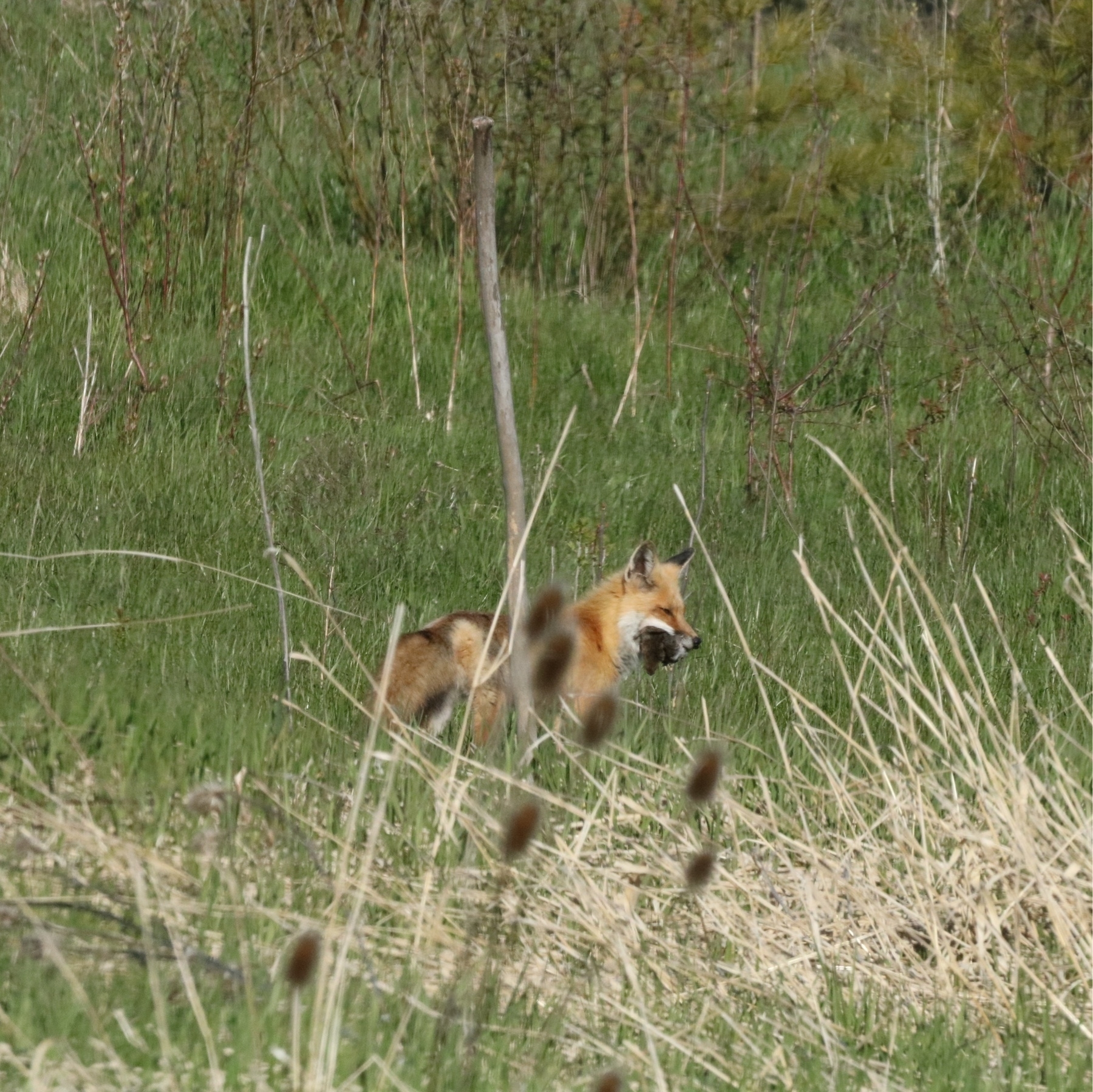 red fox with a furry animal in its mouth. it is surrounded by tall grass