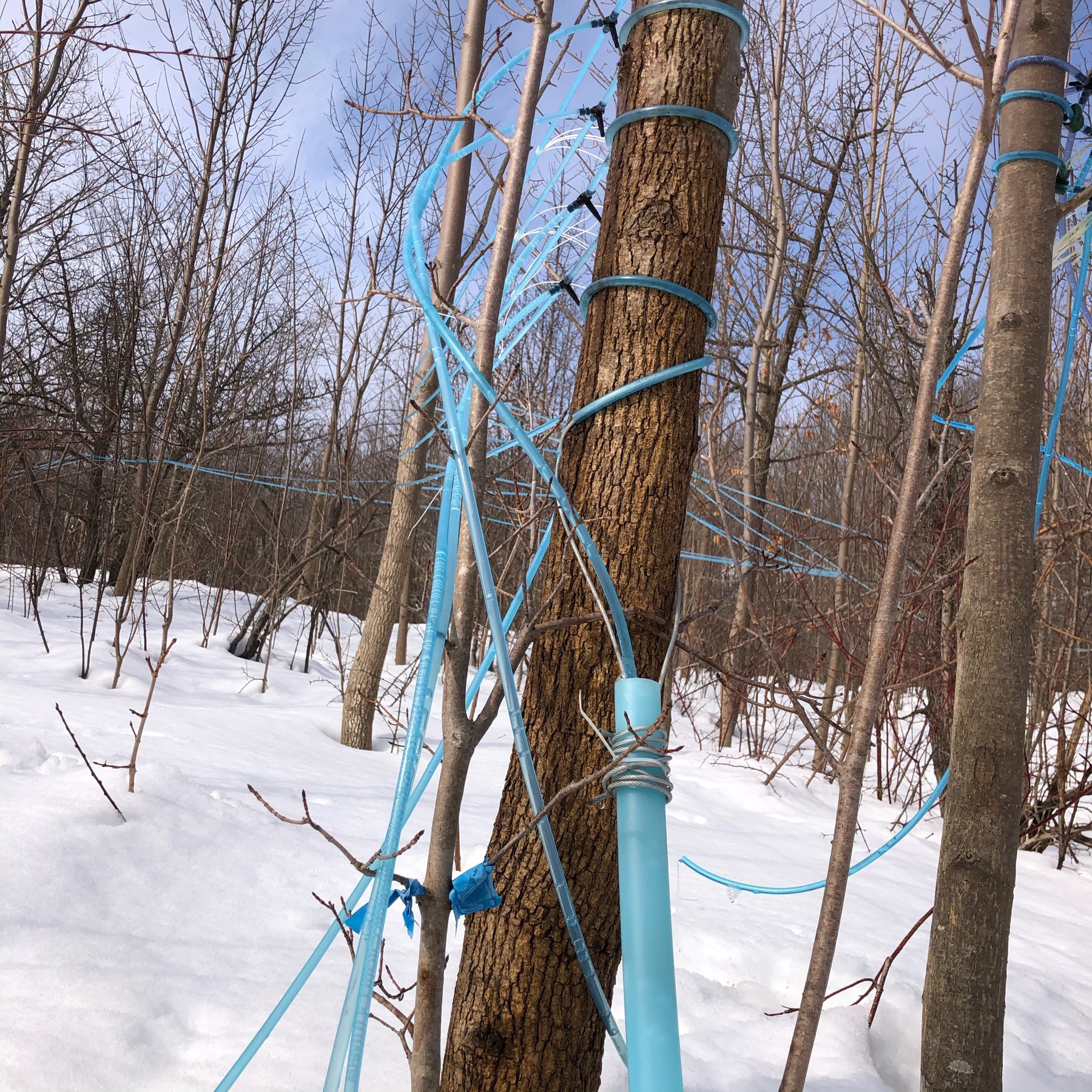 8 lines of blue and purple tubing fastened to two trees before going into a larger tube. the lines go up the hill in different directions through trees 