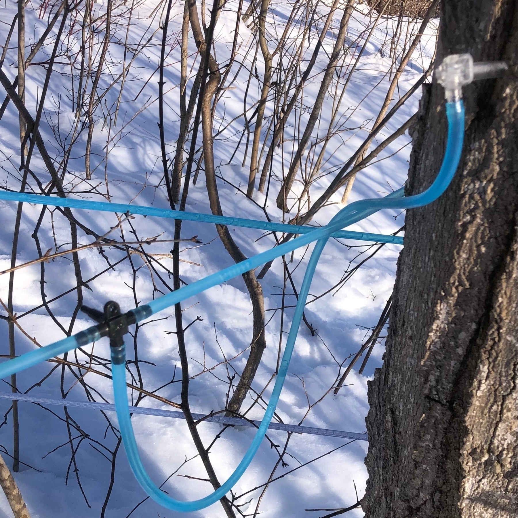 a maple tree holding a clear spout  which is attached to tubing. two other lines of tubing. snow on the ground. 