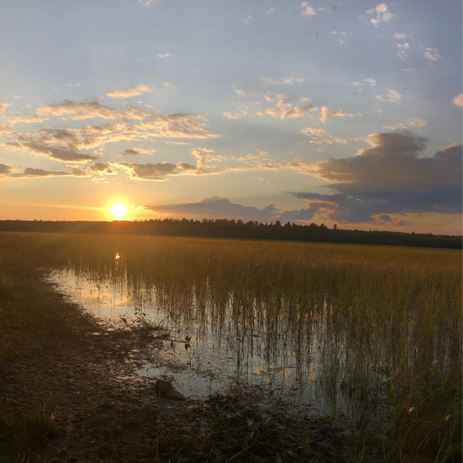 sunset over a lake filled with weeds