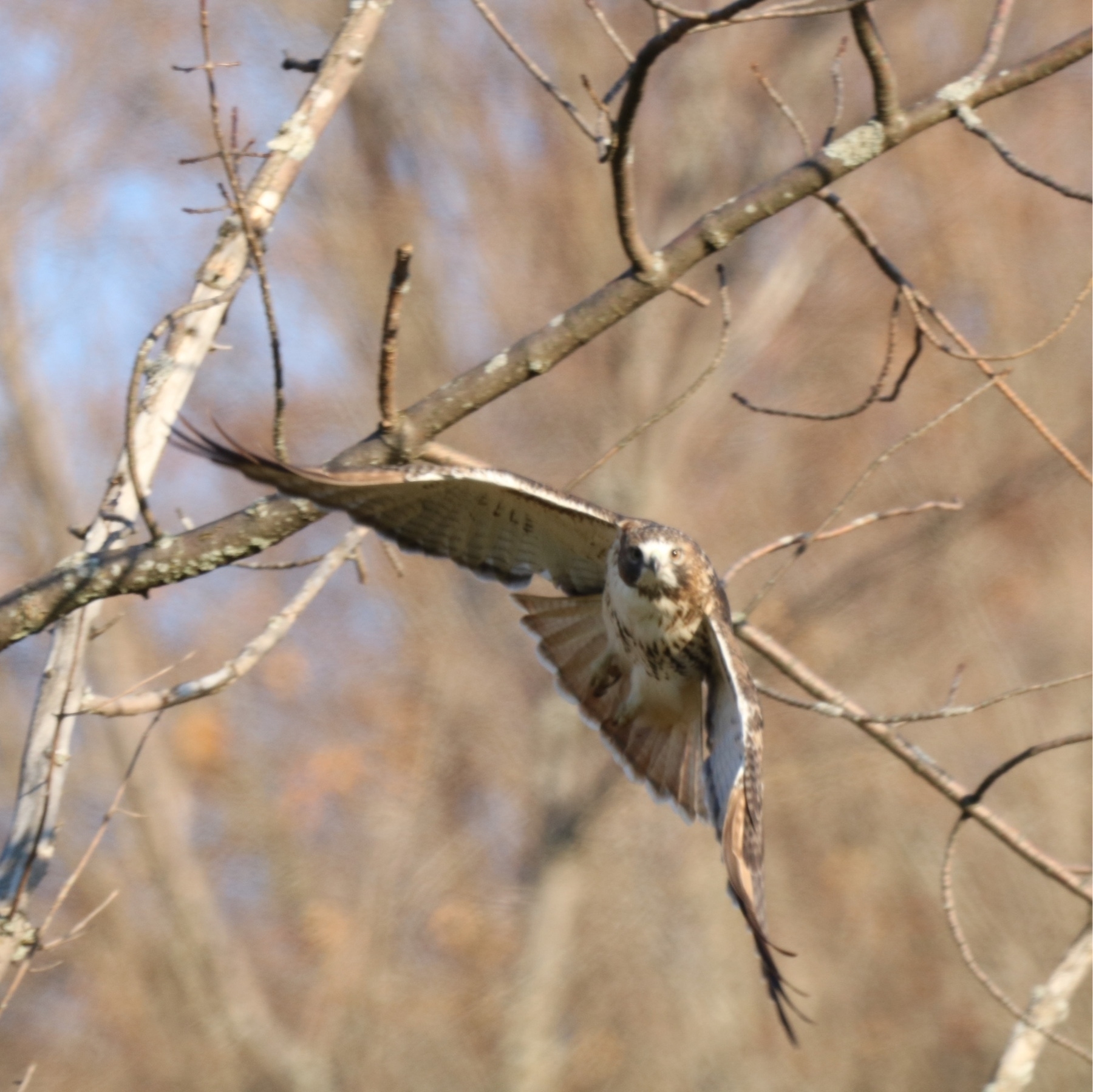 red tail hawk with wings extended, eyes looking at the camera. leafless trees in the background