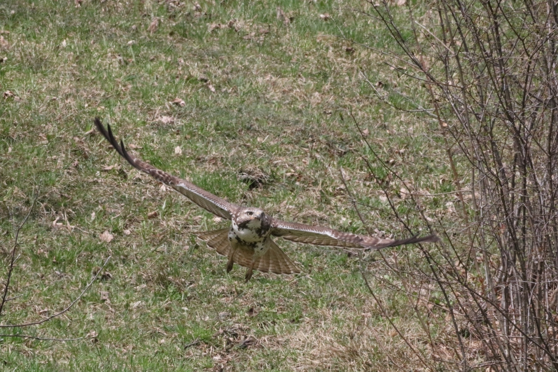 hawk in flight with wings extended. it is very close to the grass and a bush