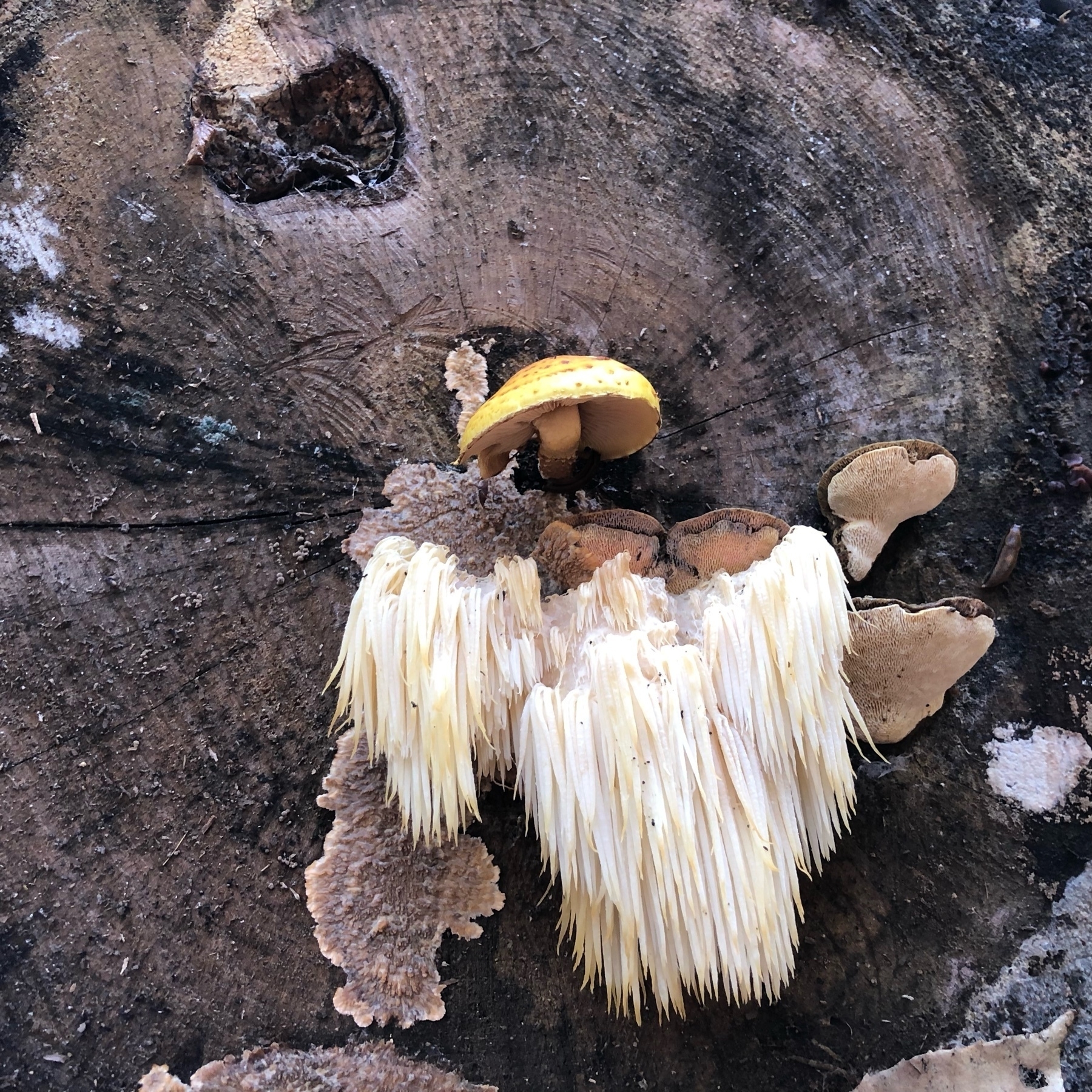 white beard like mushrooms an orange stool mushroom on the end of a log. 
