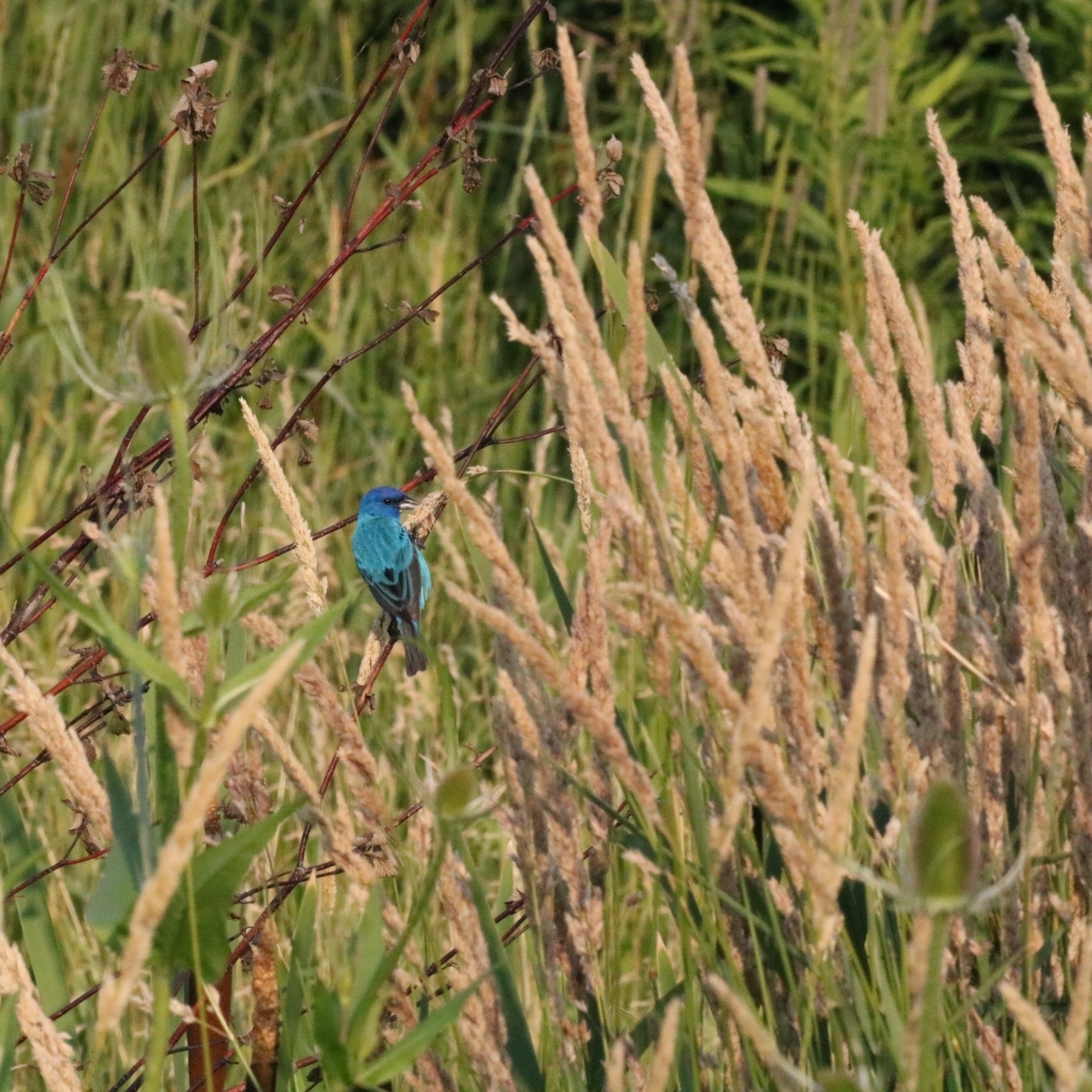 a blue indigo bunting sitting amid tall grass. there are red dogwood branches visible too