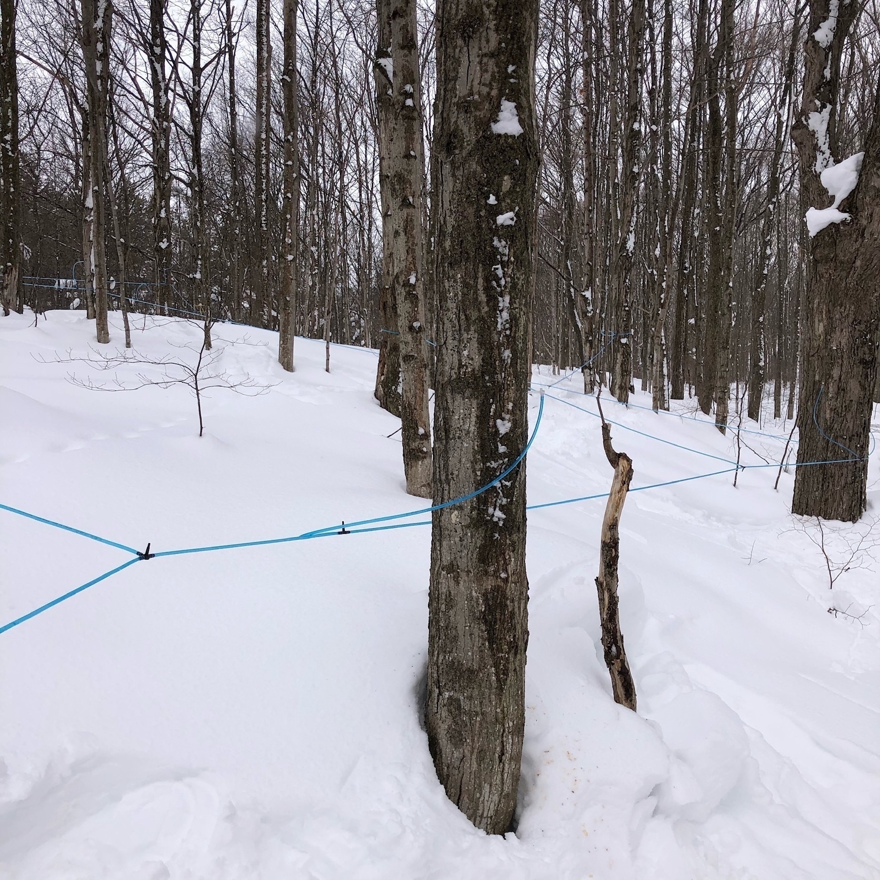 several maple trees on the side of a snow-covered hill. blue tubing connects many of the trees. there is snow on the side of many of the trees