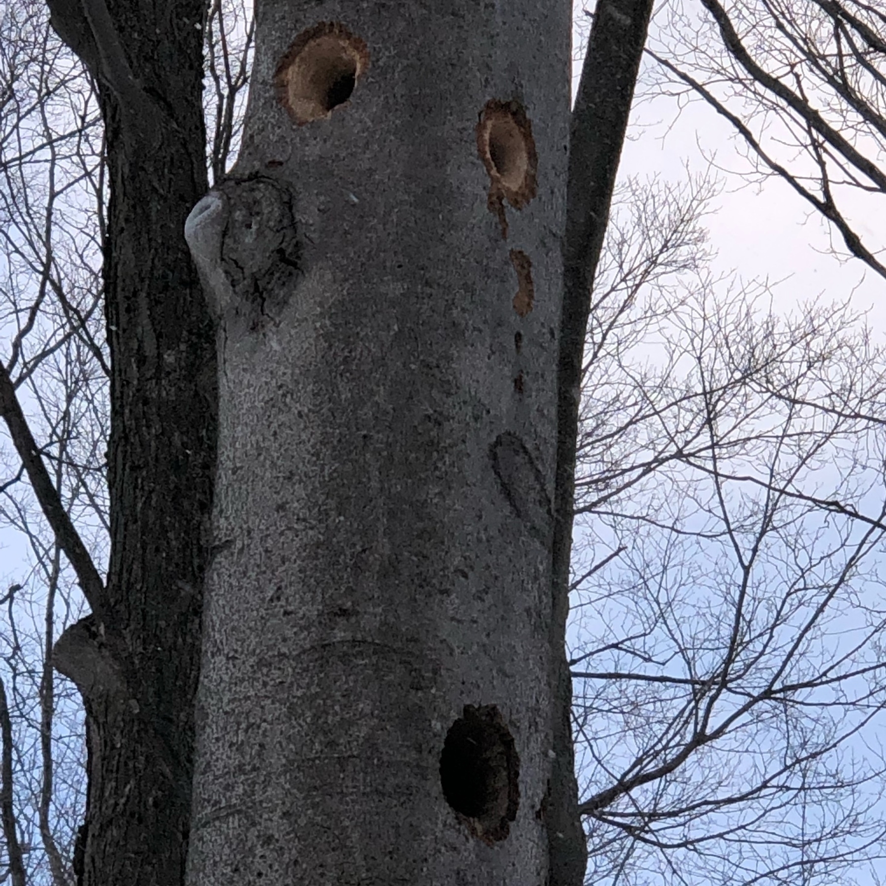 a large beech tree with two fresh and one older, large woodpecker holes 