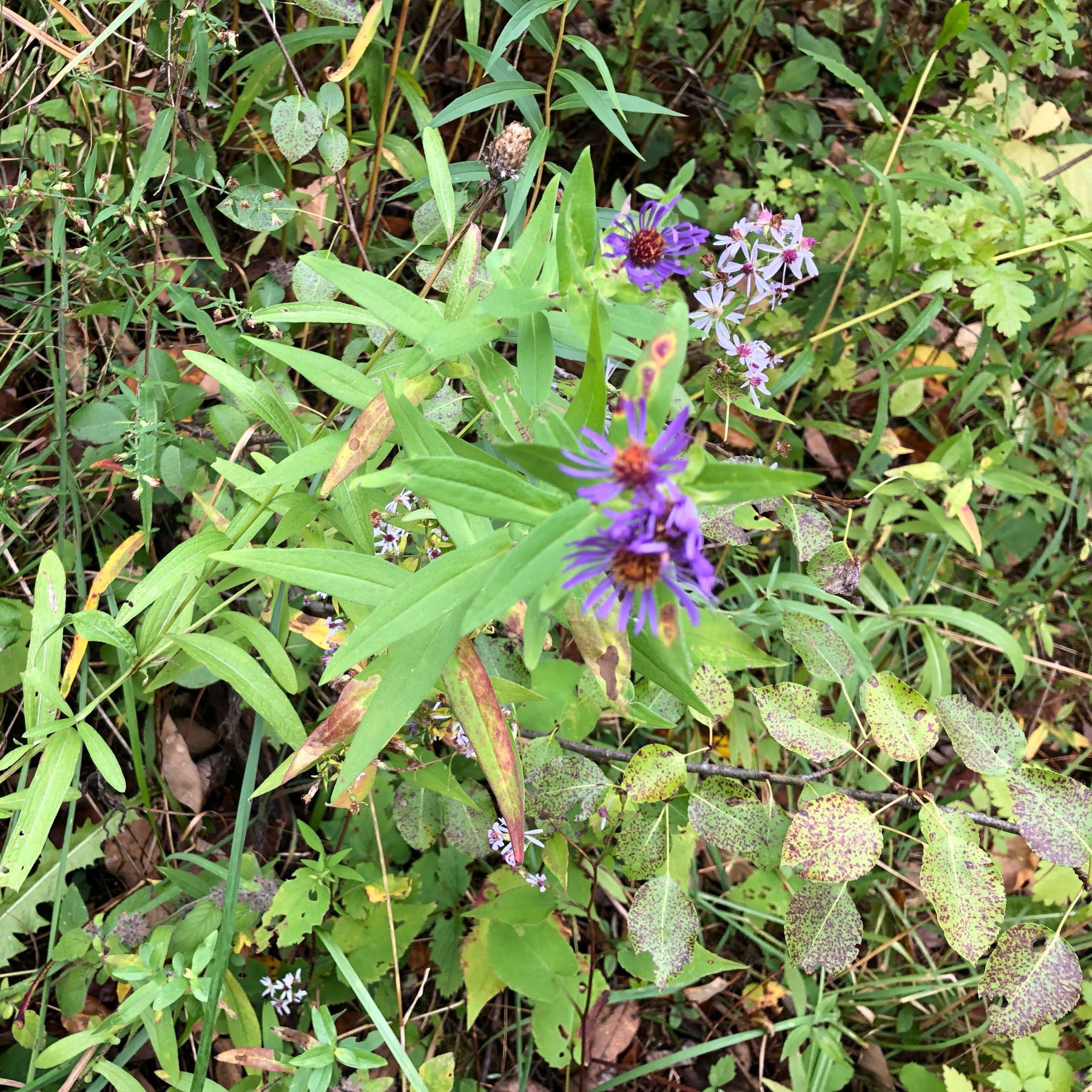 asters