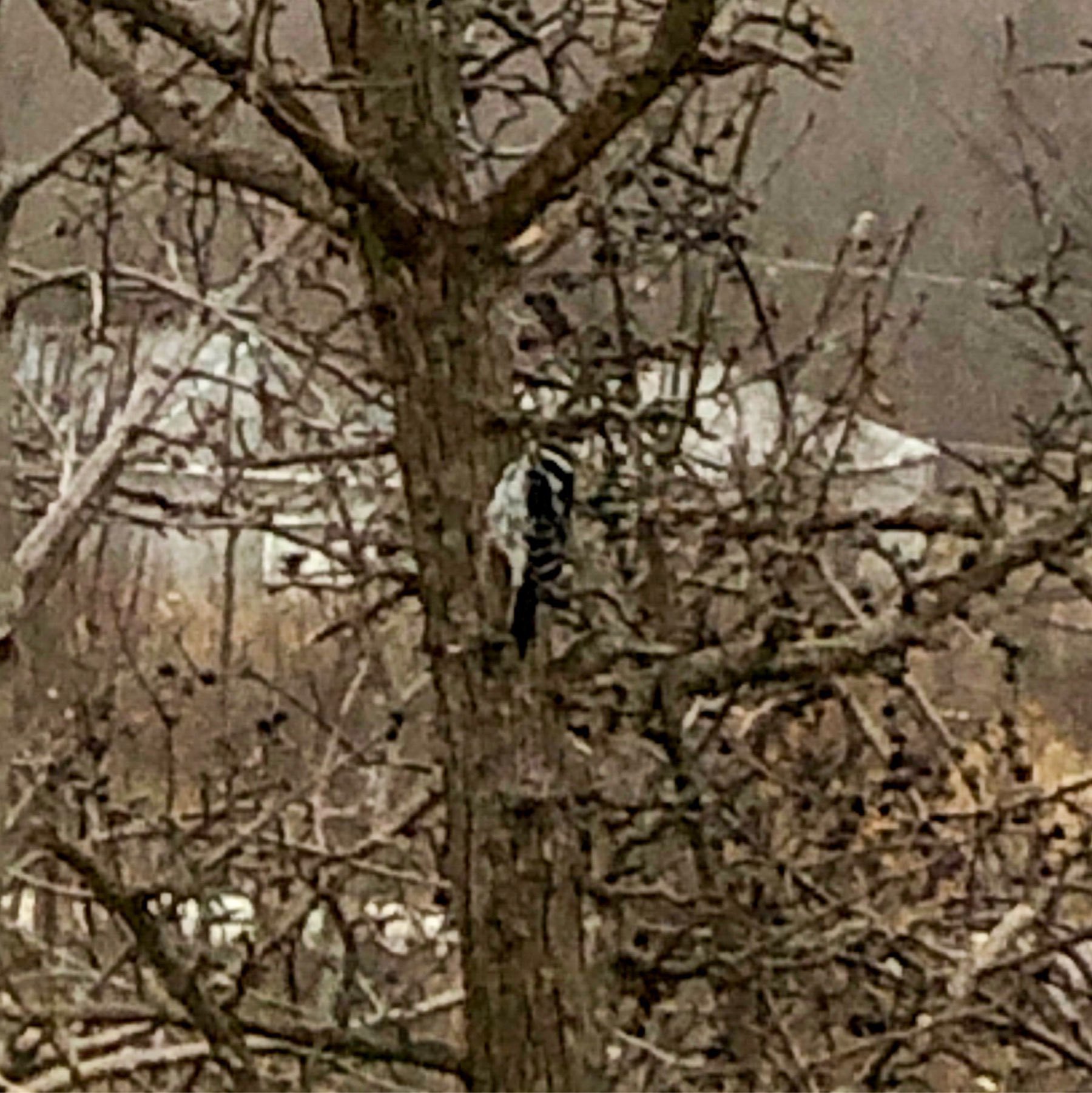 woodpecker on a tree