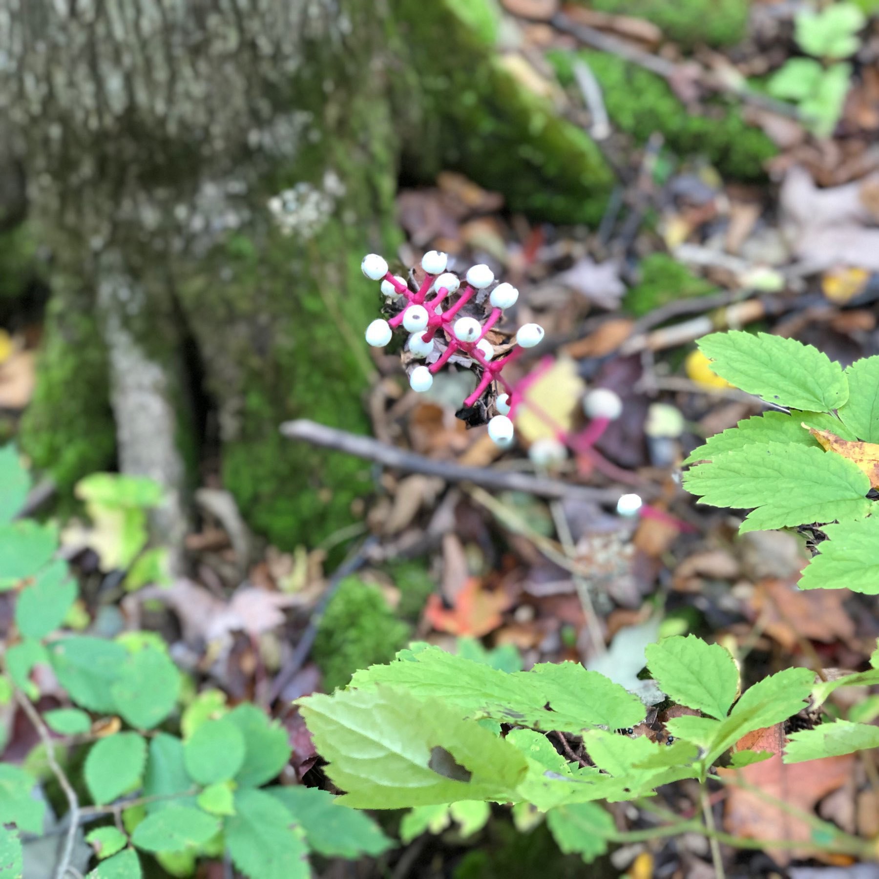 doll's eye flower