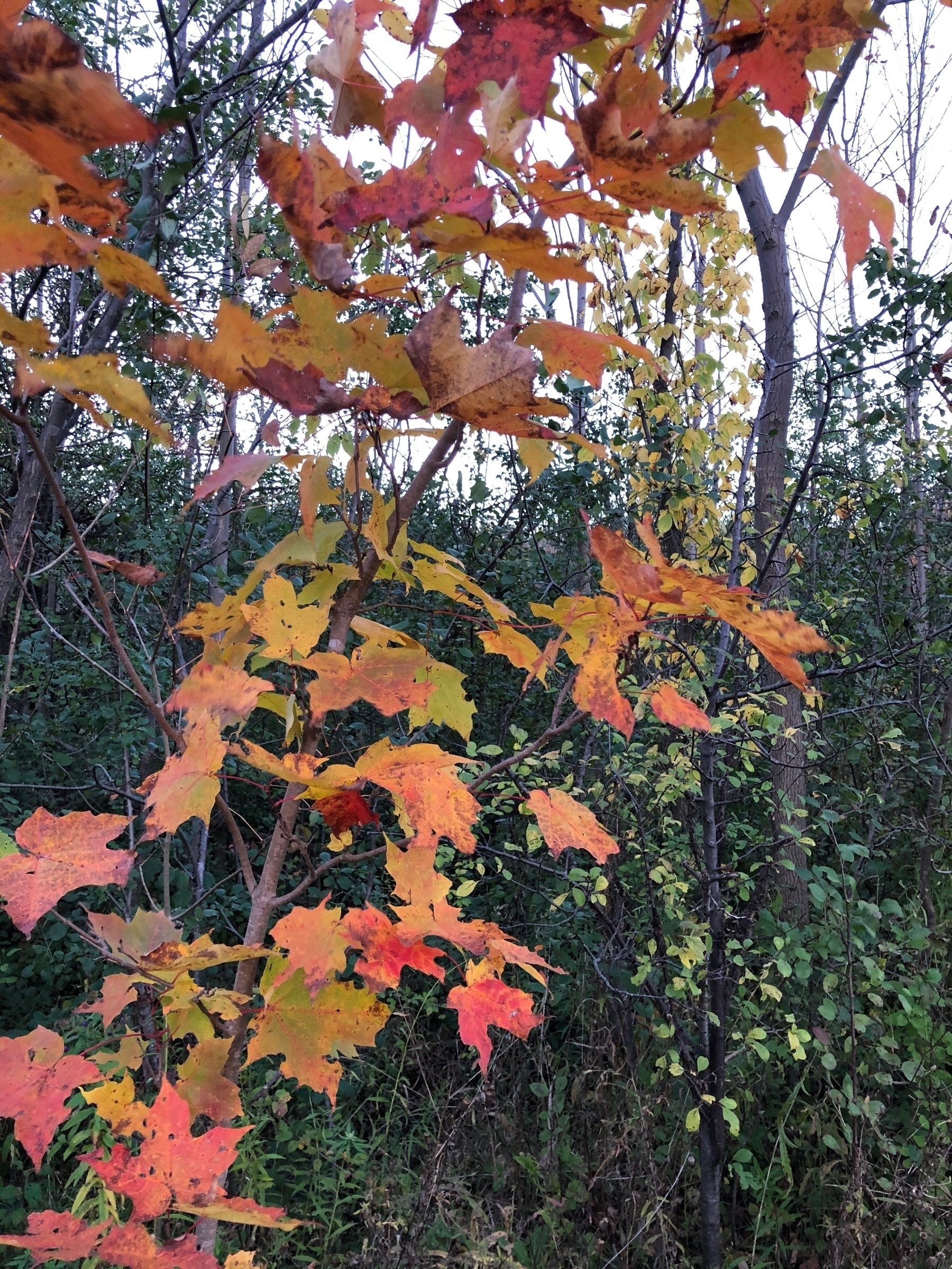 a small maple tree with orange leaves