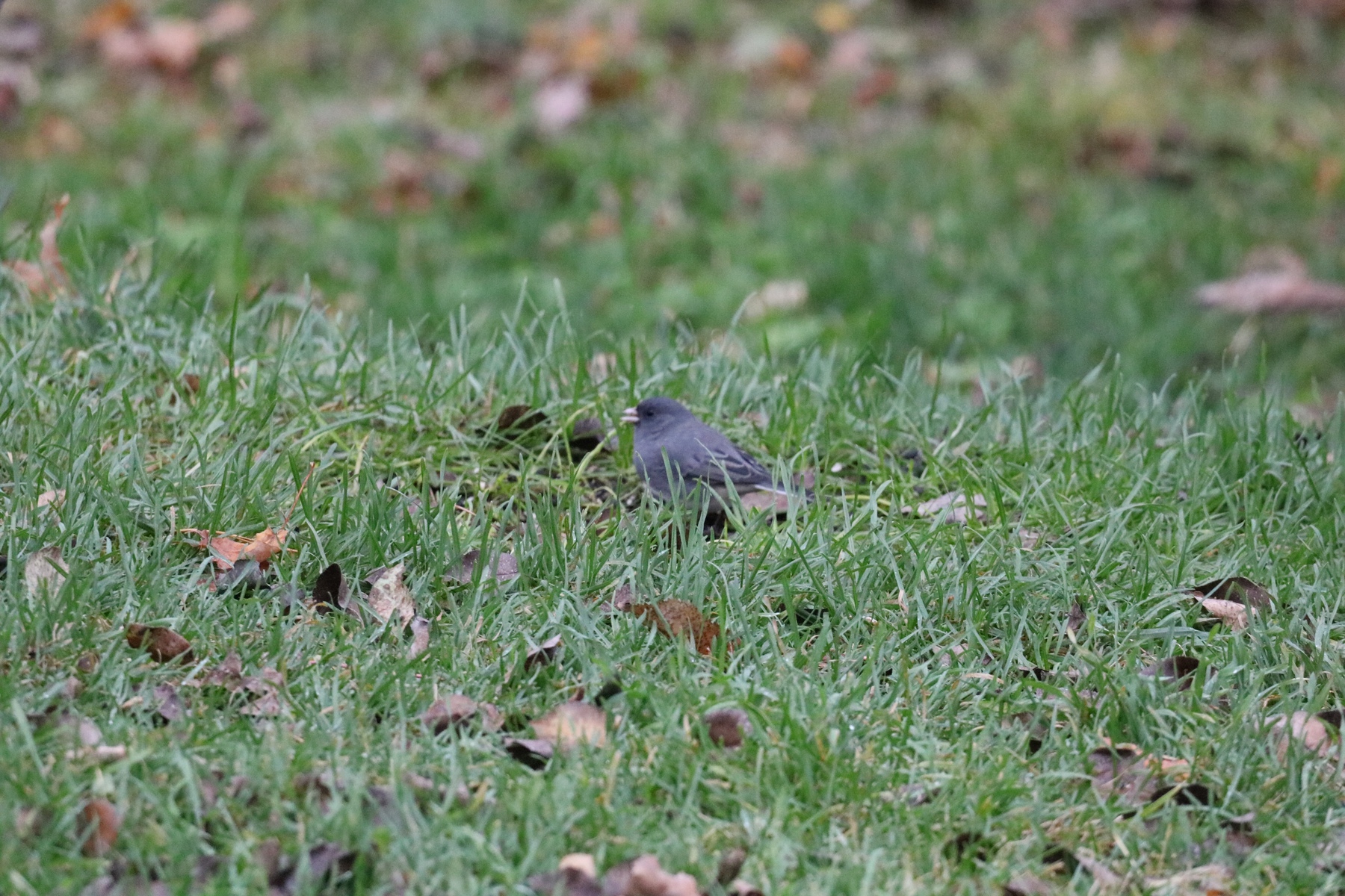 Junco in the grass