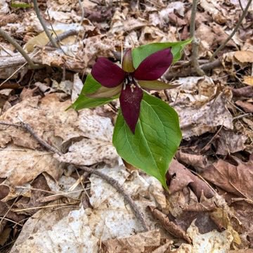 trillium