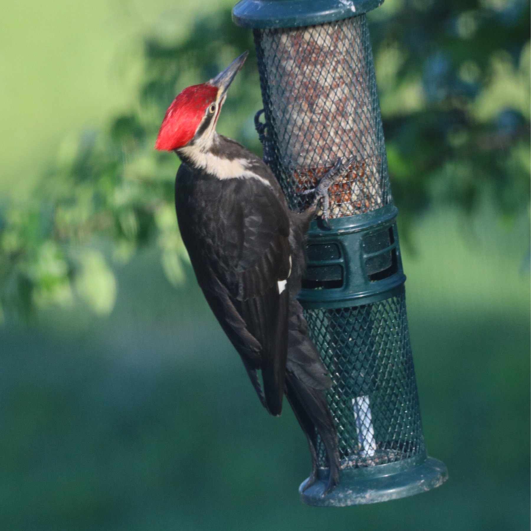 Pileated woodpecker