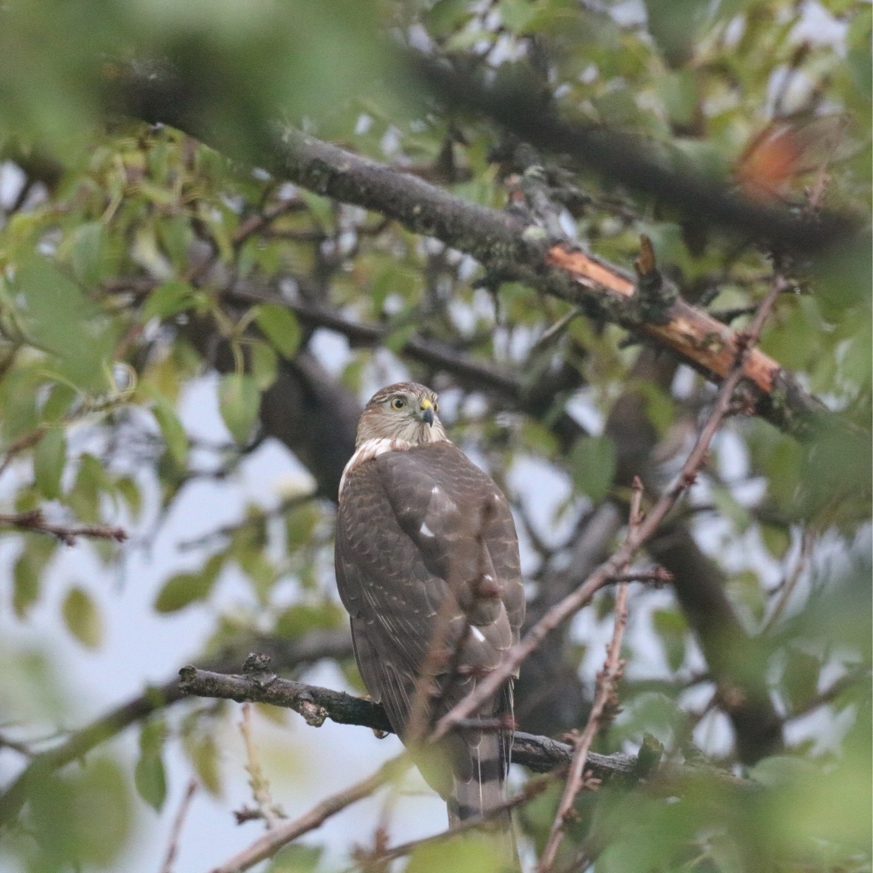 a merlin in a tree