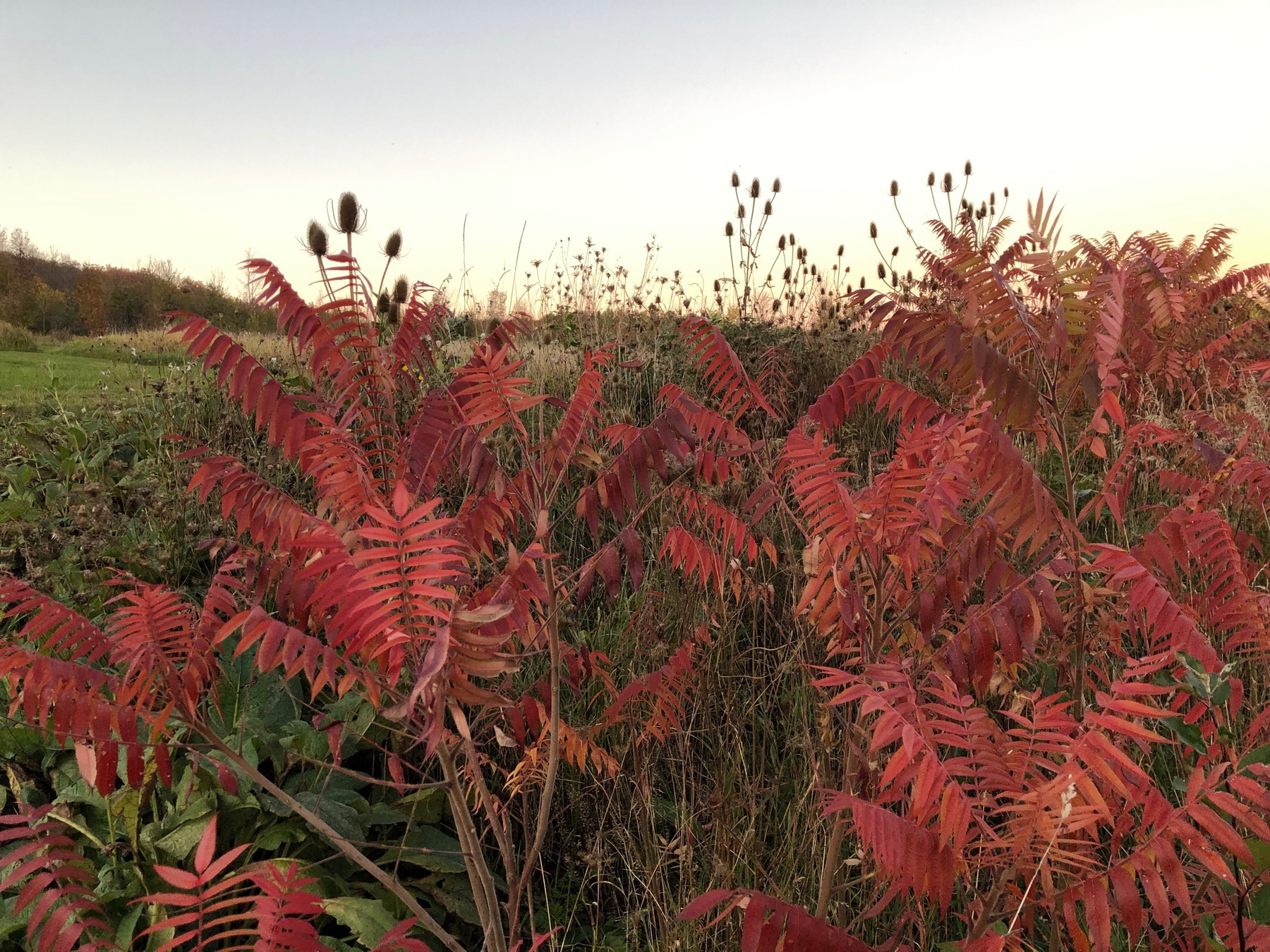 several sumac trees with red leaves