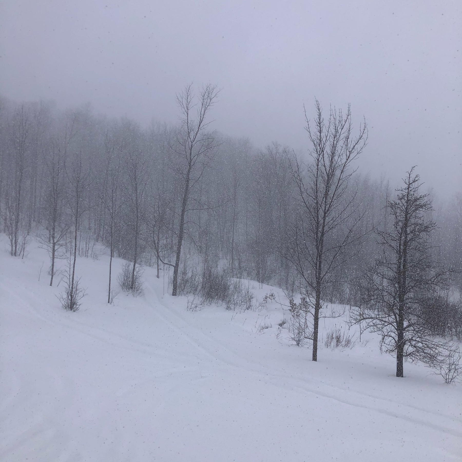 hillside of trees and open field. heavy snow falling