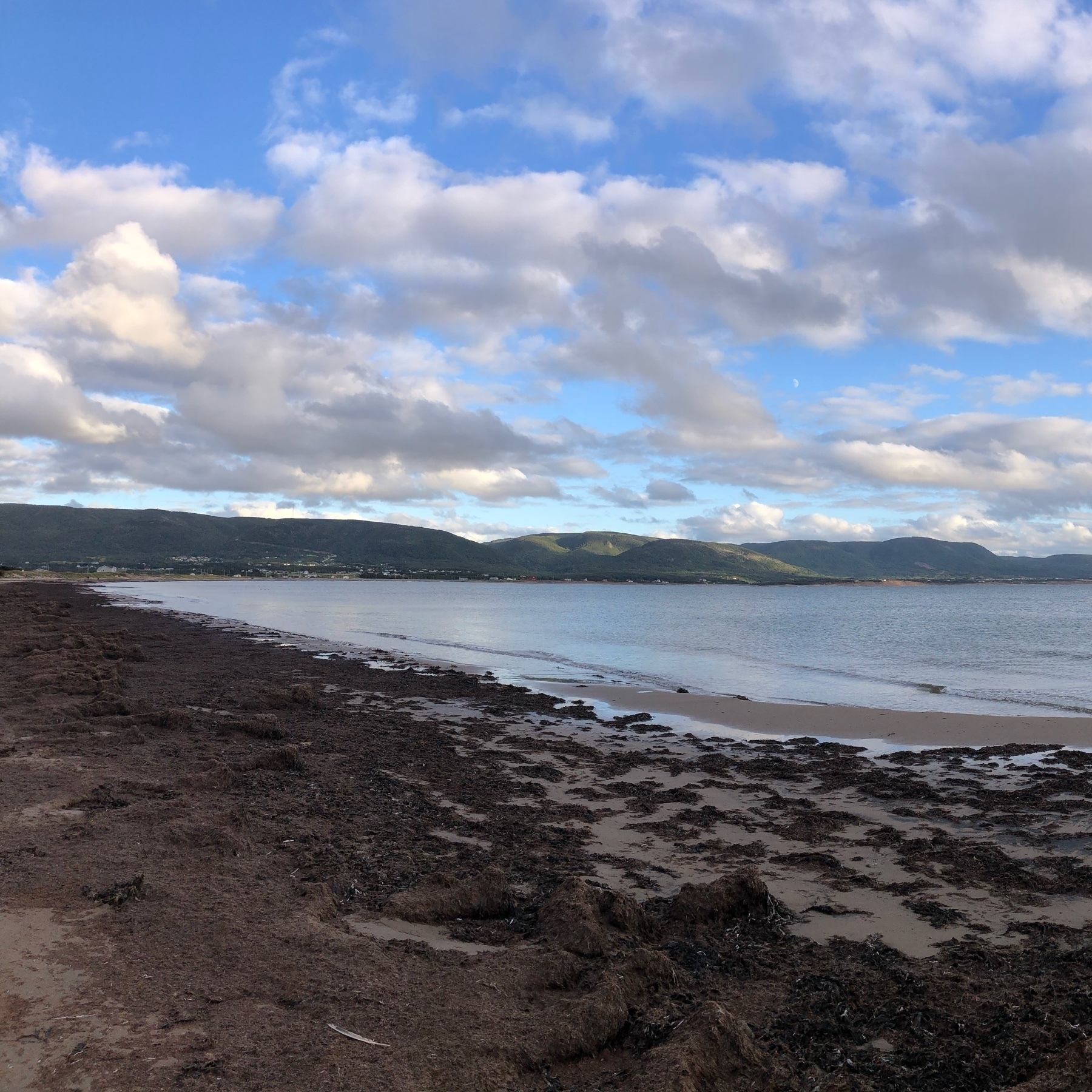 seaweed covers much of the beach along the ocean. hills in the background